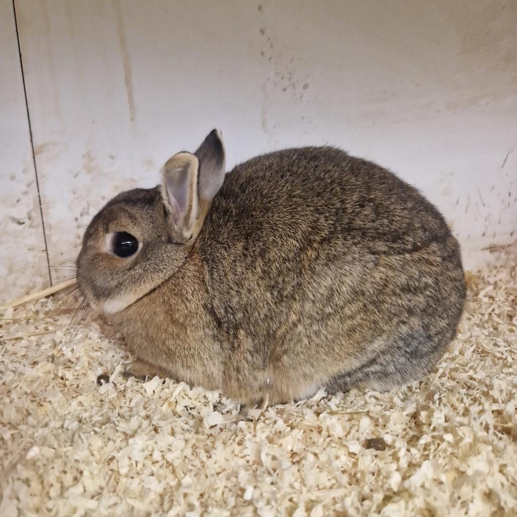 kleurdwerg voedster, Dieren en Toebehoren, Vrouwelijk, Dwerg