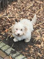 Maltipoo pups blonde en zwart reutje, Parvo, Nederland, Overige rassen, 8 tot 15 weken
