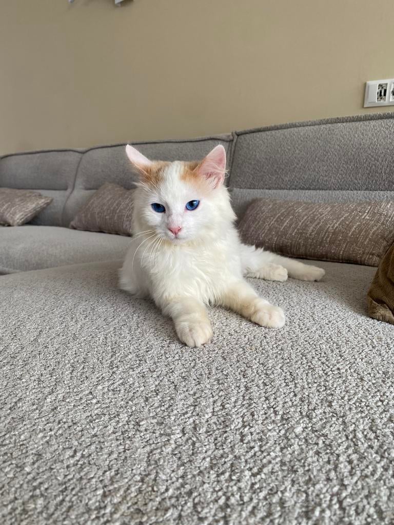 Kitten tekoop!!, Dieren en Toebehoren, 0 tot 2 jaar