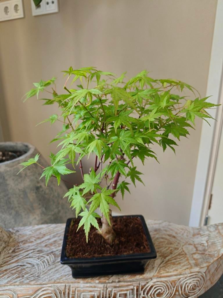 Acer Japanse Esdoorn, Tuin en Terras, Planten | Bomen, Bloeit niet, Halfschaduw, Minder dan 100 cm, Overige soorten