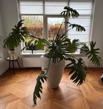 Grote Monstera Deliciosa - Prachtige Kamerplant, Tuin en Terras, Vaste plant, Bloeit niet, Halfschaduw, Ophalen