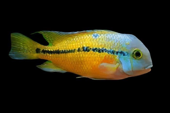 Midden Amerikaanse Cichliden: Hypsophrys nicaraguensis, Dieren en Toebehoren, Vissen | Aquariumvissen, Vis, Zoetwatervis