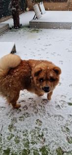 Chow chow, Dieren en Toebehoren, 15 weken tot 1 jaar, Overige rassen, Teef, Eén hond