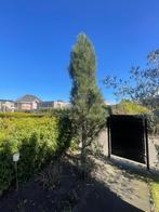 Pinus, Tuin en Terras, Planten | Bomen, Ophalen, Bloeit niet, Halfschaduw, Overige soorten