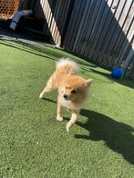 Dwergkees Ace zoekt een warm nieuw thuis, Rabiës (hondsdolheid), Eén hond, 3 tot 5 jaar, Nederland