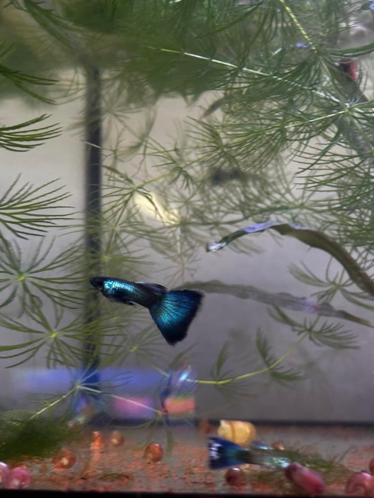Green Blue Moscow | Guppy, Ophalen, Minder dan 10 m²