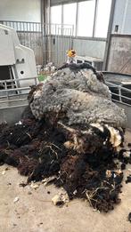 Schapenwol!, Dieren en Toebehoren, Schaap