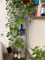 Vitrinekaasten, Huis en Inrichting, Kasten | Vitrinekasten, Ophalen, 50 tot 100 cm, 150 tot 200 cm, 25 tot 50 cm