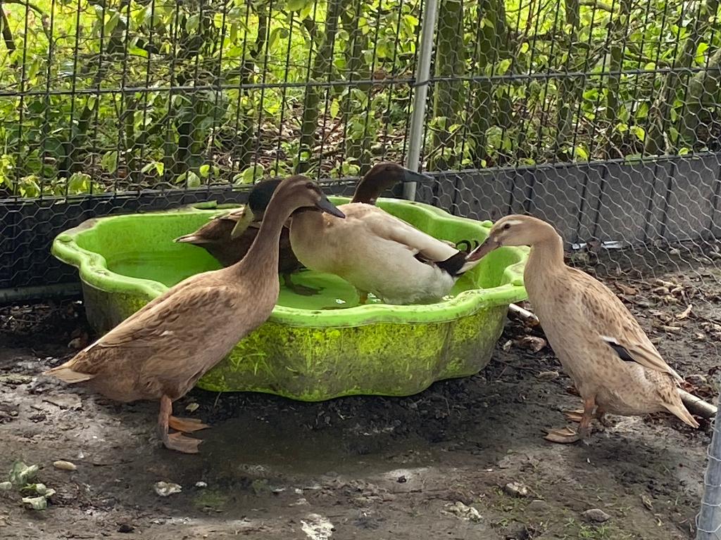 Broedeieren loopeend, Dieren en Toebehoren, Pluimvee, Geslacht onbekend, Eend