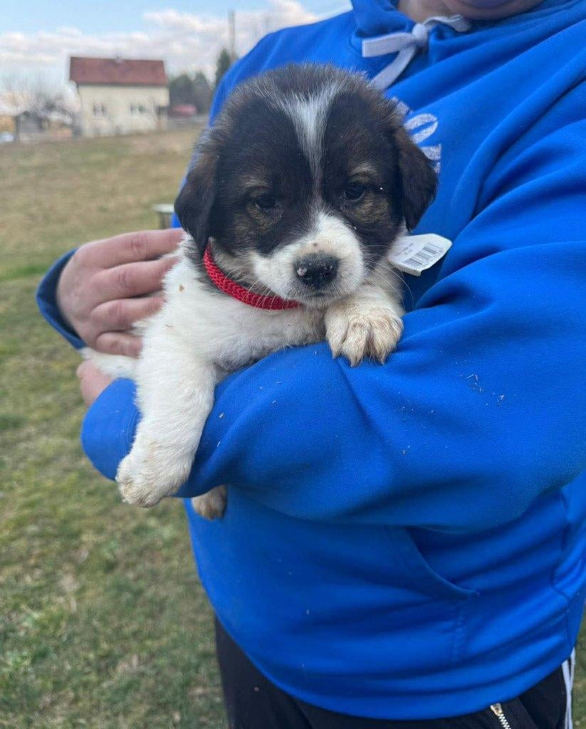 Coconut – een rustig en knuffelig meisje, Particulier, 15 weken tot 1 jaar, Buitenland, Teef