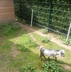 Blauwschimmel  and tan bont, Mannelijk, Geit