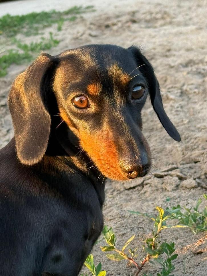Kaninchen Teckelpups verwacht, Dieren en Toebehoren, Honden | Teckels en Dashonden, Meerdere dieren, Korthaar, Kaninchen, Fokker | Hobbymatig