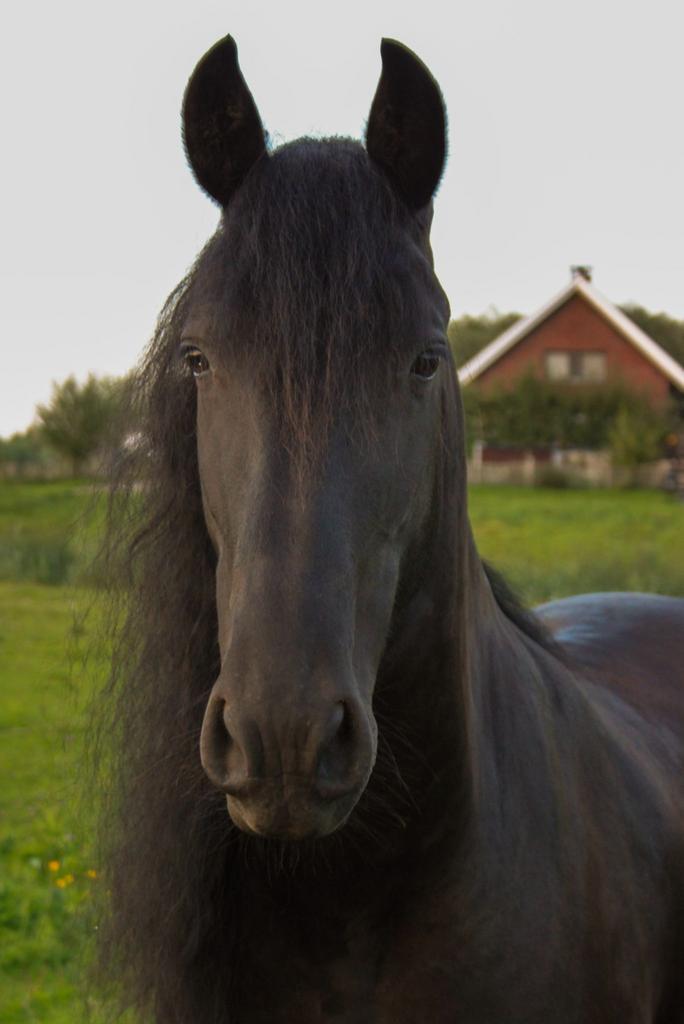 Te koop friesse merrie, Dieren en Toebehoren, Paarden, Merrie, 3 tot 6 jaar, Recreatiepaard