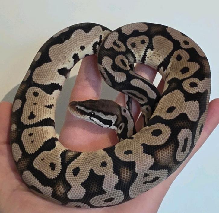 Koningspython- python regius- ballpython Ball Python - male for sale from MiSa