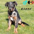Beauceron reuen, prachtige  pups te koop (Belgisch), Parvo, België, 15 weken tot 1 jaar, Handelaar