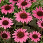 Diverse planten MIXEN MAG, Tuin en Terras, Ophalen of Verzenden, Volle zon