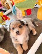 Mooie lieve pomsky / corgi mix pup pups, Parvo, 8 tot 15 weken, Meerdere, Meerdere dieren
