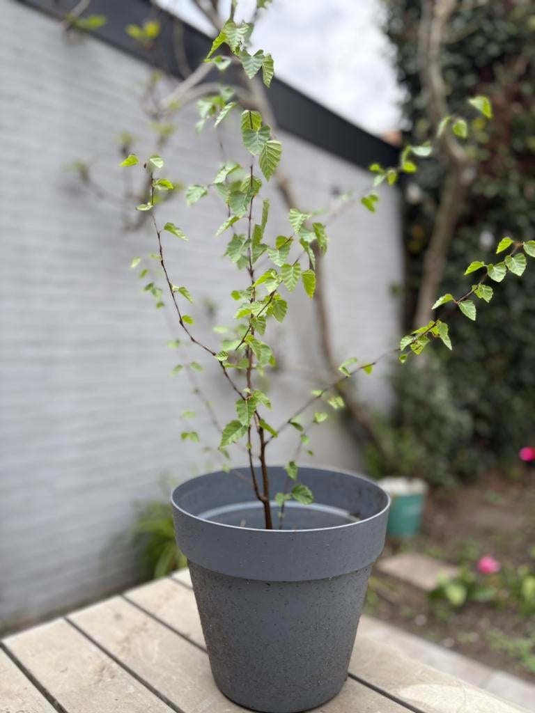 Berkenboom boompje berk, Tuin en Terras, Planten | Bomen, Volle zon, Bloeit niet, 100 tot 250 cm, Overige soorten