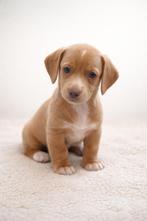 Dwergteckel pups: Cream Blond Korthaar, Dieren en Toebehoren, Honden | Teckels en Dashonden, Nederland, 8 tot 15 weken, Dwerg