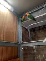 Vogels, Dieren en Toebehoren, Vogels | Parkieten en Papegaaien, Meerdere dieren, Parkiet