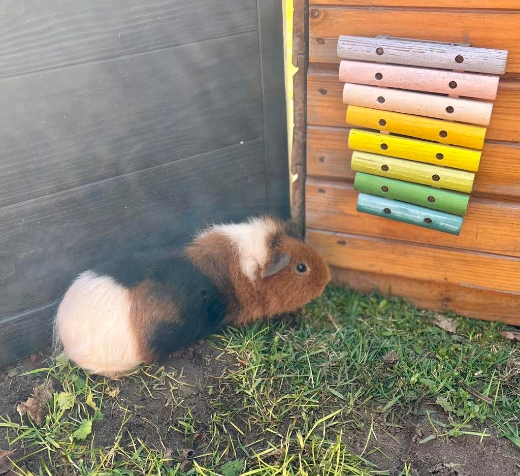 Lieve Cavia, Dieren en Toebehoren, Cavia, Mannelijk, Tam, Oktober