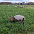 Maasduinen ooi met ooilam, Vrouwelijk, Schaap