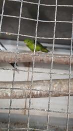 Catharina parkiet, Mannelijk, Parkiet