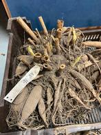 Dahlia Playa Blanca voor vaas Pluktuin grote knol, Ophalen of Verzenden, Voorjaar, Volle zon, Knol