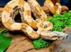 Male Boa 2025 IMG VPI Sunglow, Dieren en Toebehoren, Slang, 0 tot 2 jaar