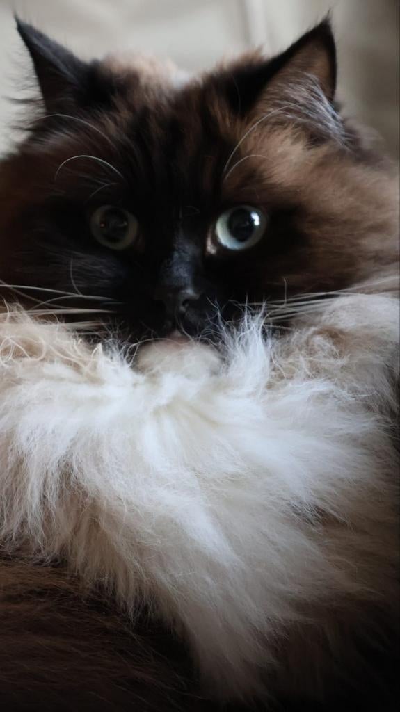 Mijn lieve maan zoekt een groote tuin, Dieren en Toebehoren, Poes