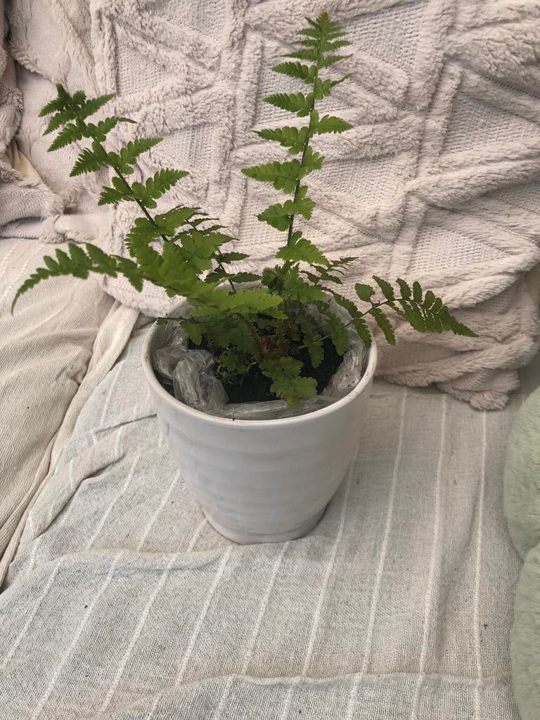 Vetplant in pot, Tuin en Terras, Ophalen of Verzenden, Overige soorten, Volle zon