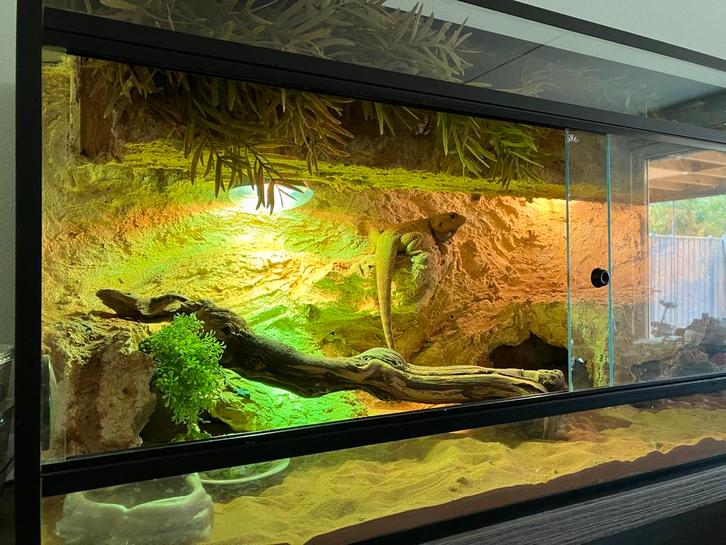 Baardagaam met terrarium Bearded Dragon - male for sale from Yvonne