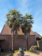 Palmbomen, Volle zon, Ophalen of Verzenden, 100 tot 250 cm, Zomer