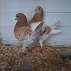 Puik koppel Duitse Modena's, Dieren en Toebehoren, Meerdere dieren