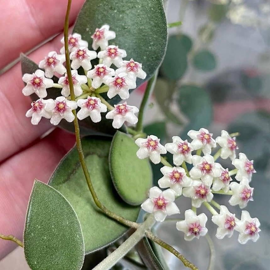 Hoya nummularioides - moederplant, Overige soorten, Minder dan 100 cm, Bloeiende kamerplant, Halfschaduw