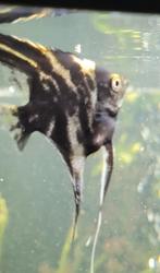 Jonge maanvis, Vis, Zoetwatervis