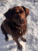 Hondenoppas, Particuliere oppas