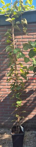 Mooie kiwi jenny, Ophalen of Verzenden