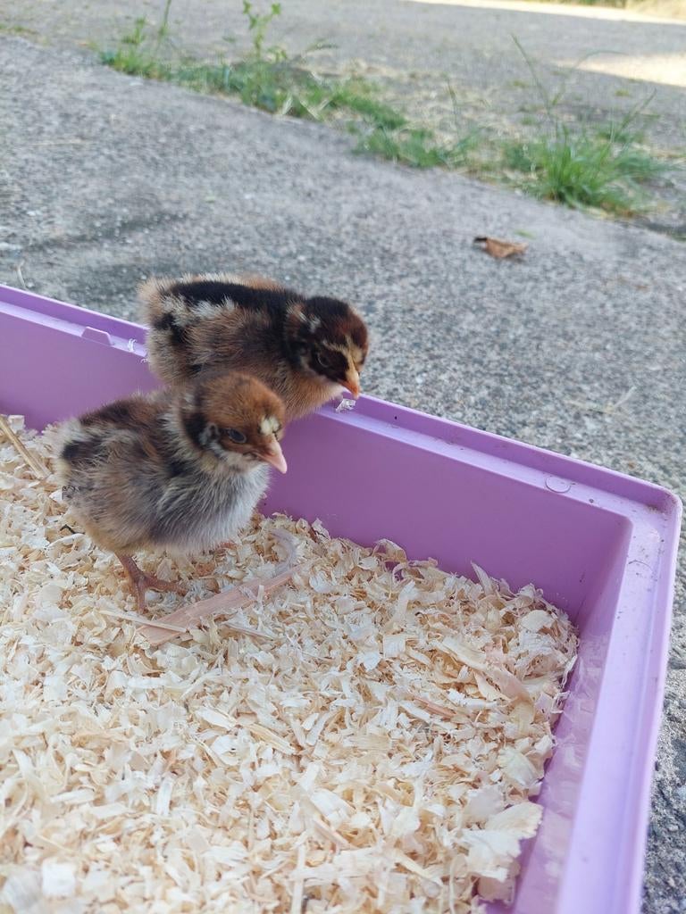Gesekste Barnevelder groot kuikens, Dieren en Toebehoren, Pluimvee, Vrouwelijk, Kip