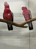 1-1 rose kakatoe, Mannelijk, Papegaai, Geringd