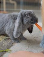 Gezocht: nieuw thuis voor 2 Franse hangoor konijnen, Dieren en Toebehoren, Konijnen, Mannelijk, Groot, Hangoor, 3 tot 5 jaar