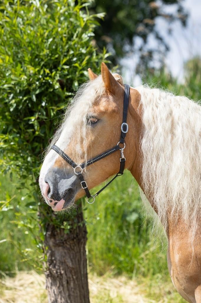 Te koop pools koudbloed, Dieren en Toebehoren, Paarden, Ruin, B, Minder dan 160 cm, 3 tot 6 jaar, Recreatiepaard, Met stamboom