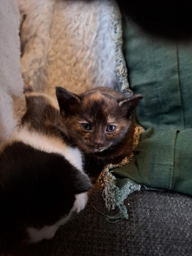 Kittens., Dieren en Toebehoren, Meerdere dieren, Ontwormd