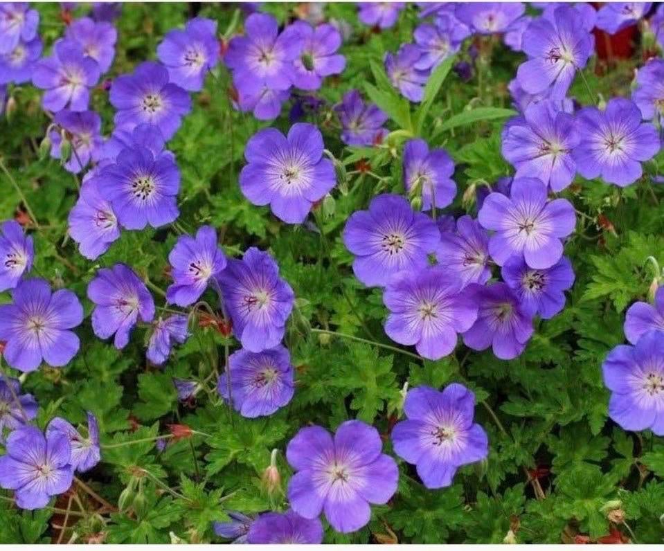Geranium Rozanne planten met paarse bloemen, Tuin en Terras, Planten | Tuinplanten, Overige soorten, Vaste plant, Ophalen of Verzenden