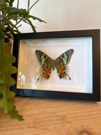 Prachtige ingelijste vlinder, Madagascar Sunset Moth, Ophalen of Verzenden, Nieuw, Insect, Opgezet dier
