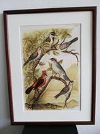 Litho Nuyens Bungartz Lubbert De Vogelwereld Vogels 1883, Ophalen of Verzenden