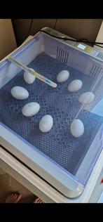 Loopeend pulletjes vanaf 25 april, Ophalen, Beeldje of Figuurtje