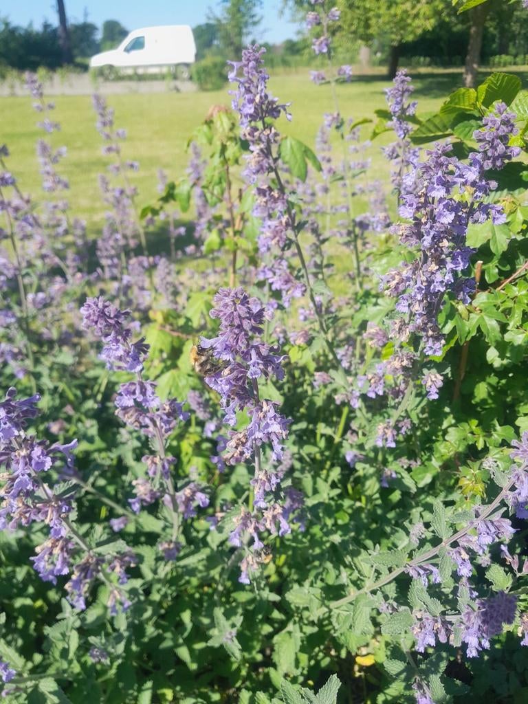 Vaste planten en tuinplanten tegen scherpe prijzen, Tuin en Terras, Planten | Tuinplanten, Ophalen of Verzenden, Vaste plant