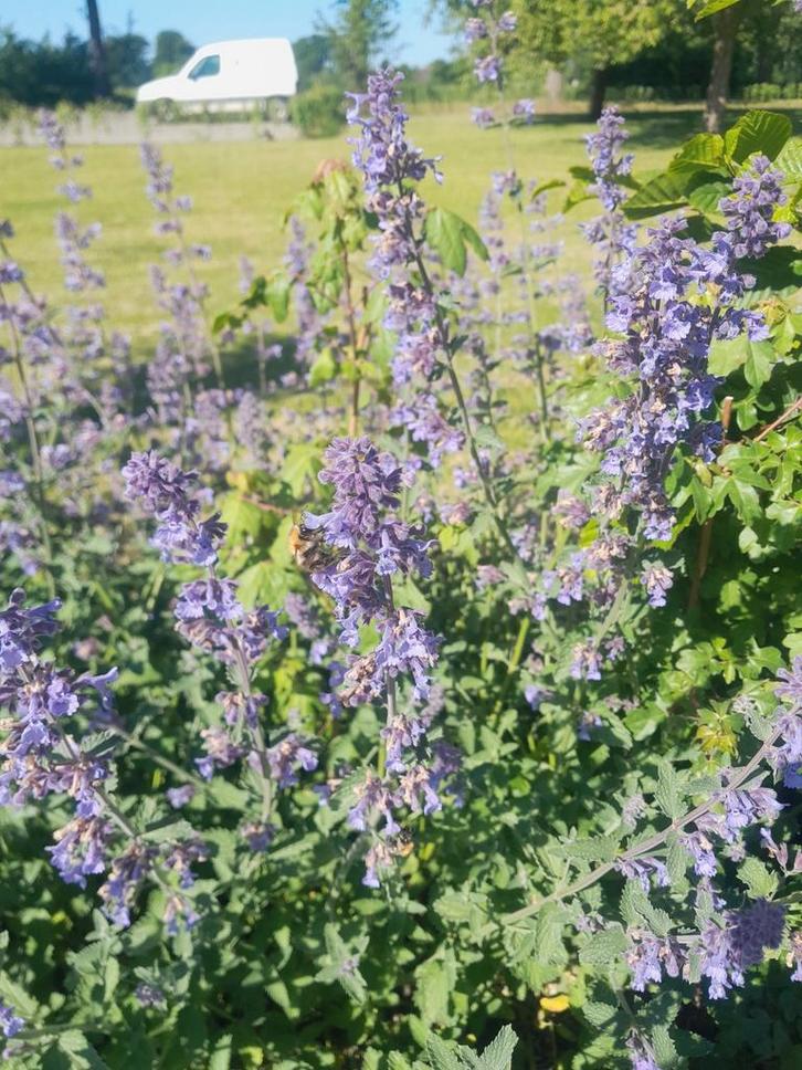 Vaste planten en tuinplanten tegen scherpe prijzen, Tuin en Terras, Planten | Tuinplanten, Vaste plant, Ophalen of Verzenden