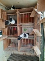 Nonduiven, Dieren en Toebehoren, Meerdere dieren, Overige soorten